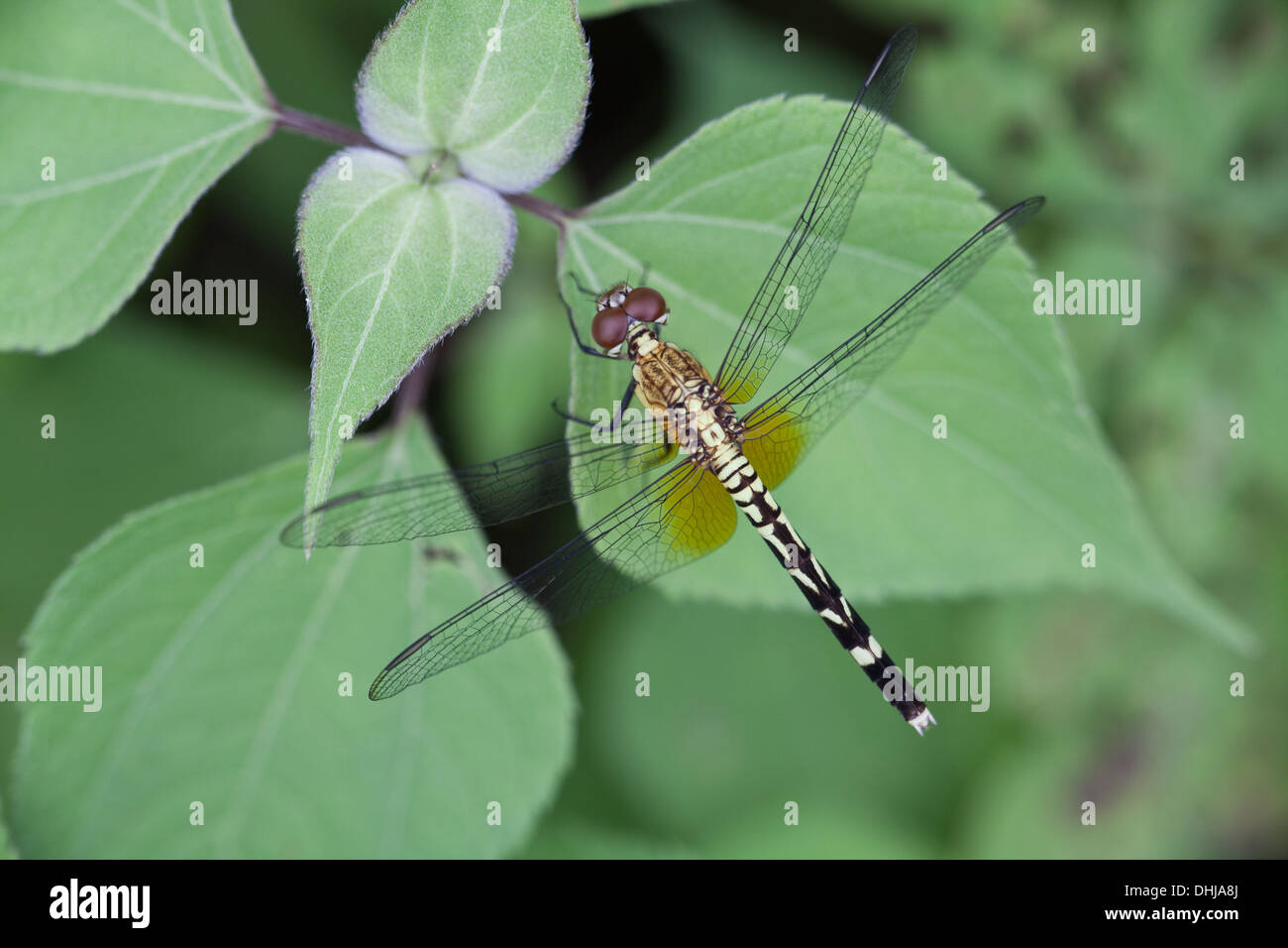 Libelle in Ciénaga Las Macanas Nature Reserve, Herrera Provinz, Republik von Panama. Stockfoto