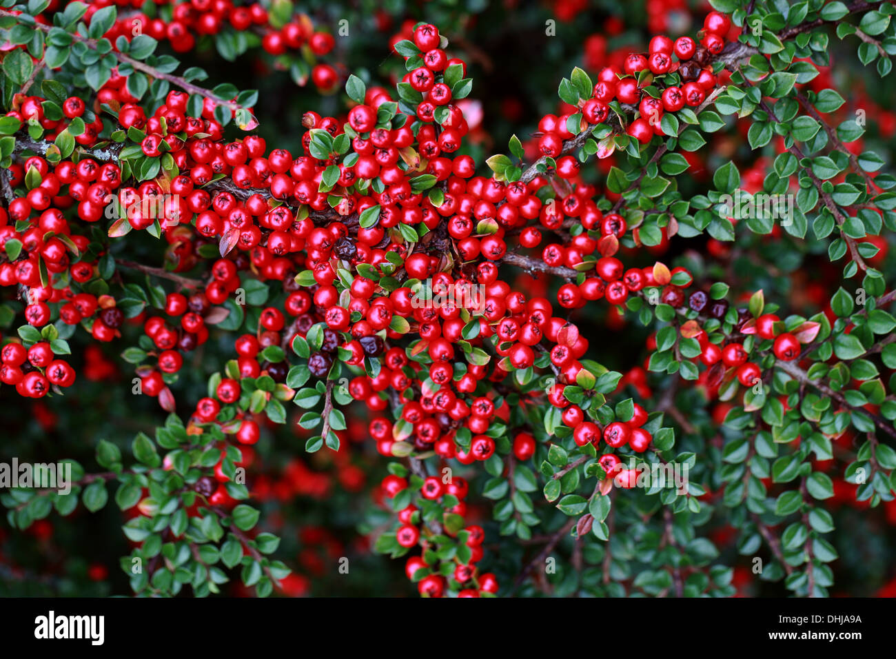 Zwergmispel, Zwergmispel Horizontalis, Rosengewächse. Westchina. Stockfoto