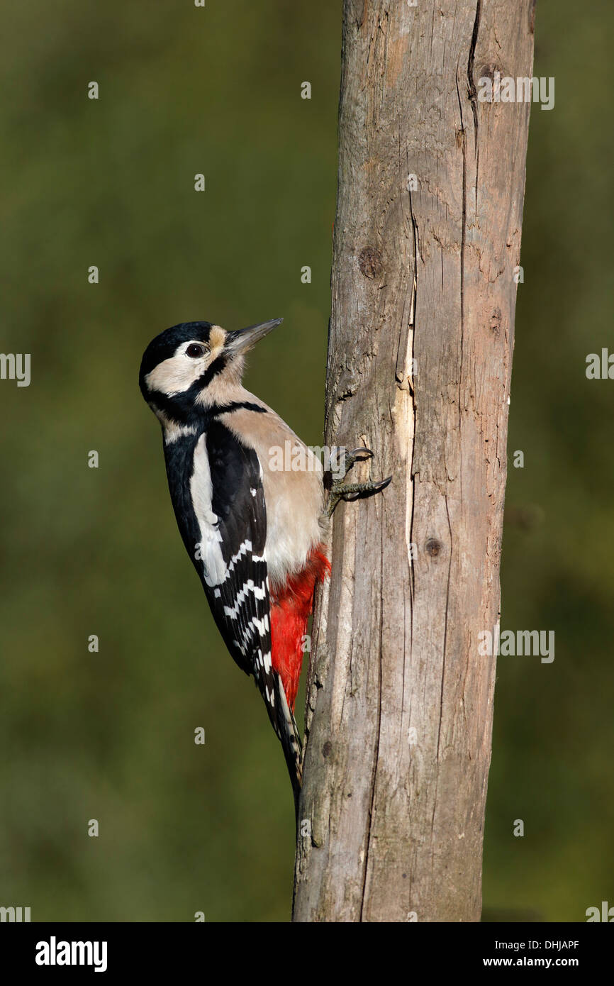 Great spotted Woodpecker, Dendrocopos große, einzelne Weibchen auf Baum, Warwickshire, November 2013 Stockfoto