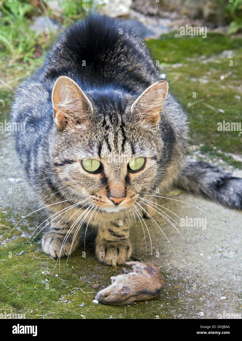 Katze mit Maus Stockfoto