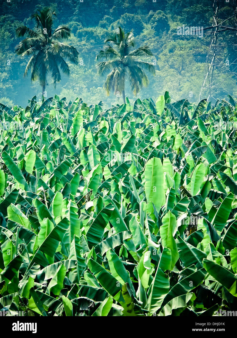 Bereich der Banane, Musa X paradisiaca L, Familie: Musaceae, Indien Stockfoto