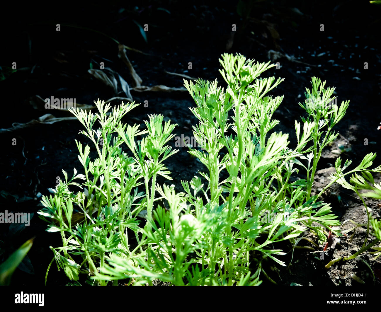 Karotte-Anlage, Daucus Carota var. mativue Stockfoto