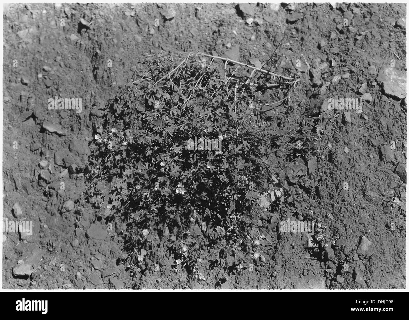 Die Wüstenmalze (Sphaeralcea) ist eine blühende Pflanze mit rötlich-braunen Blüten, die von Orange gefärbt sind. Der grüne Stamm der Pflanze ist typisch für Arten, die in trockenen Wüstenlandschaften vorkommen. Stockfoto