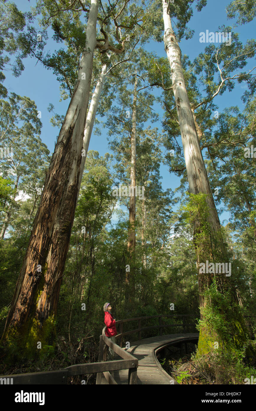 Riesigen Karri-Bäume (Eukalyptus Diversicolor) Frau in Big Tree Grove, bis zu 90 Meter hoch, in der Nähe von Northcliffe, Western Australia Stockfoto