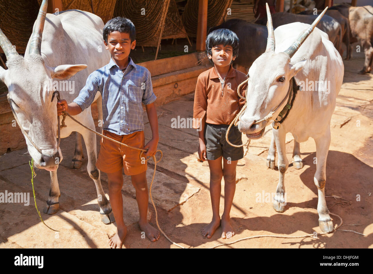 Hübsche junge Burschen mit Kuh-Indien-Dorf Stockfoto