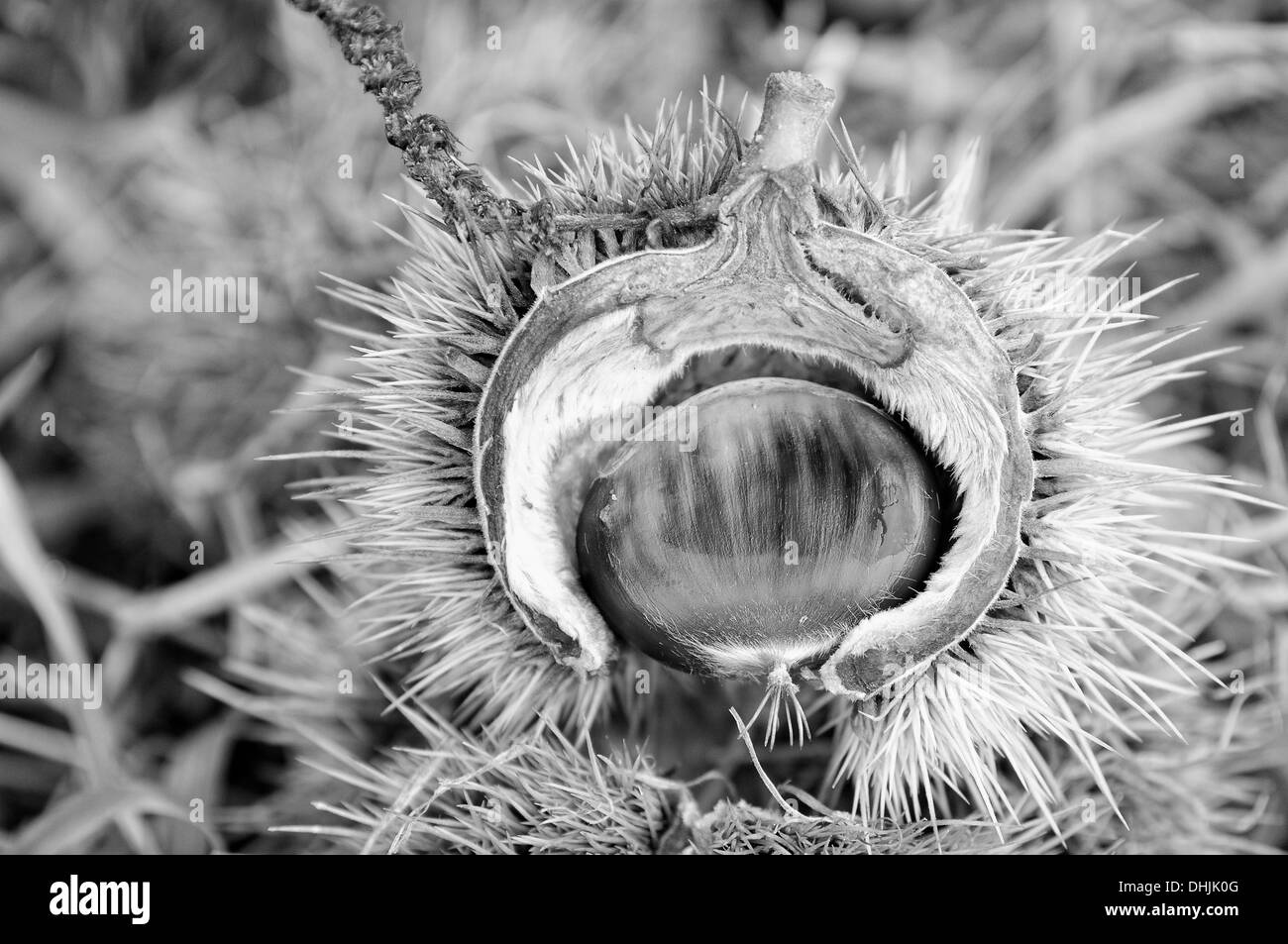 Frucht-Kapsel mit der Kastanie schwarz-weiß Stockfoto