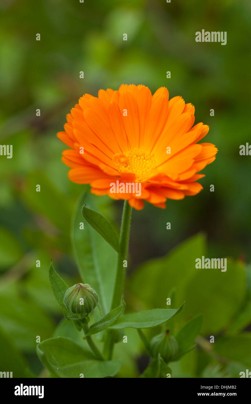 Orange Ringelblume (Calendula Officinalis) auf grünem Hintergrund Stockfoto