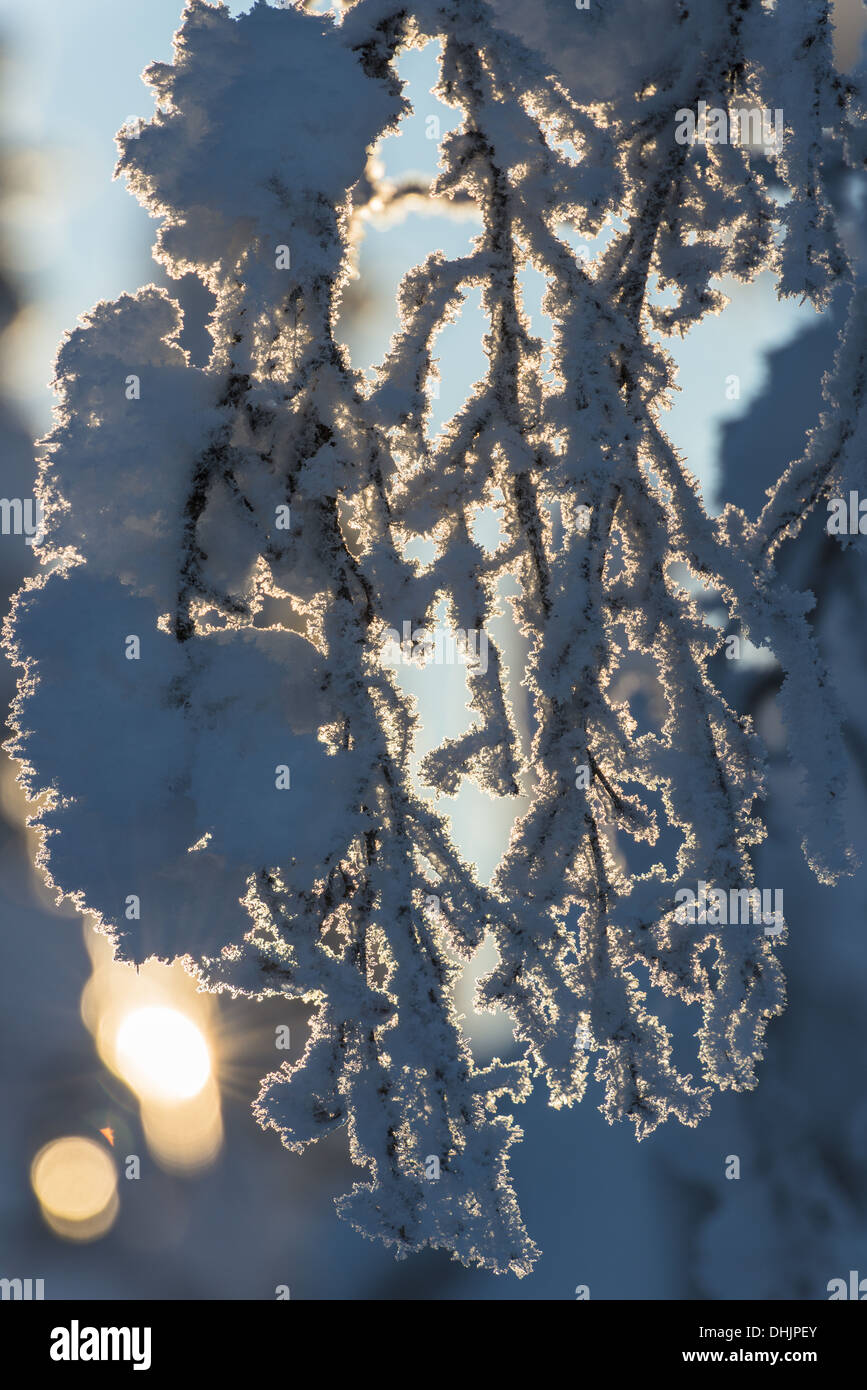 Schnee bedeckten Zweige im Gegenlicht, Schweden Stockfoto