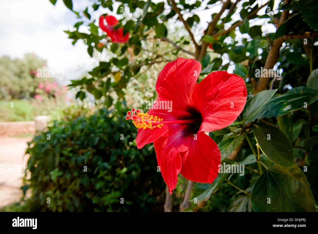 Roten Hibiskusblüte, Sizilien, Italien Stockfoto