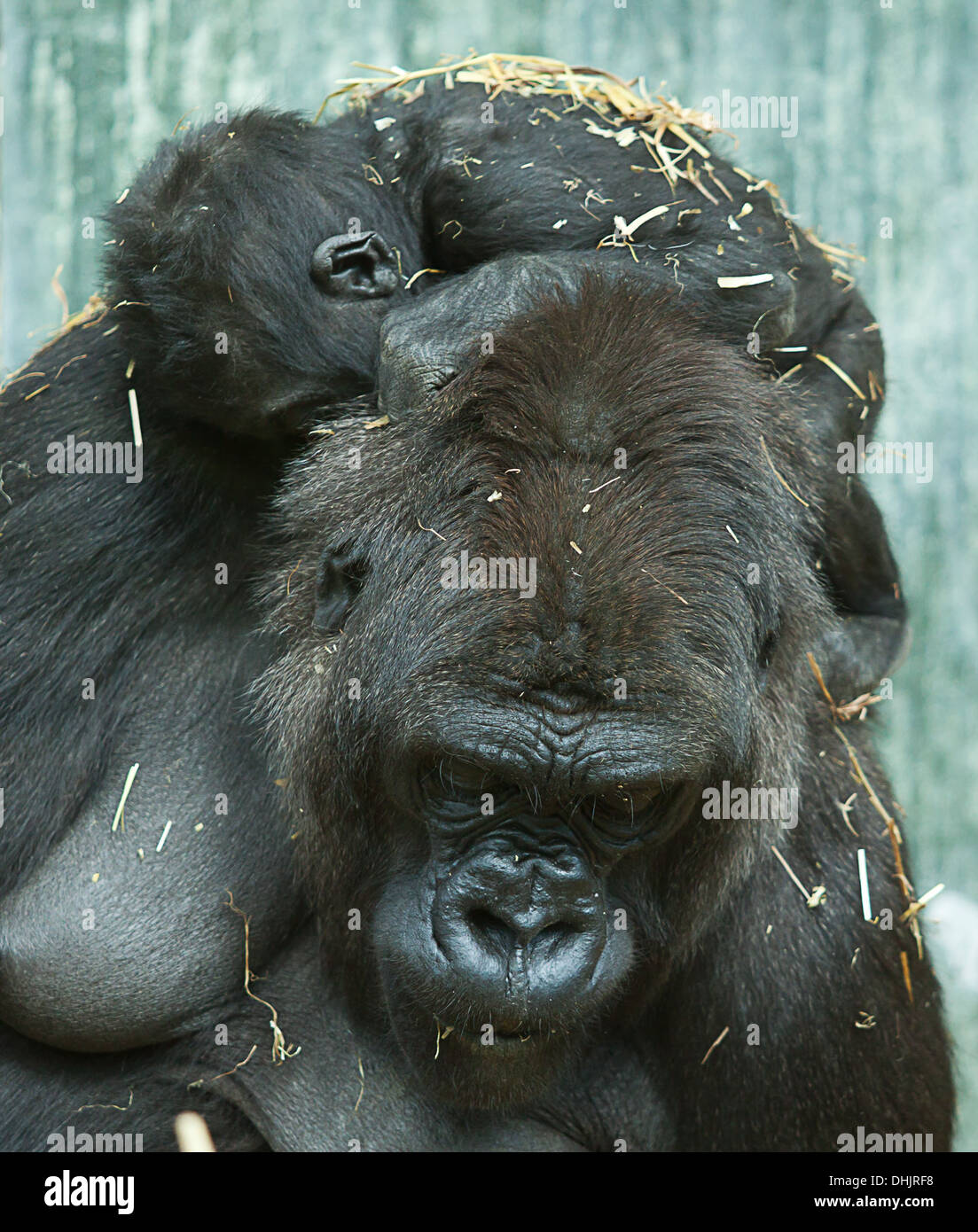 Baby Gorilla schlief auf Mama, s hinten Stockfoto