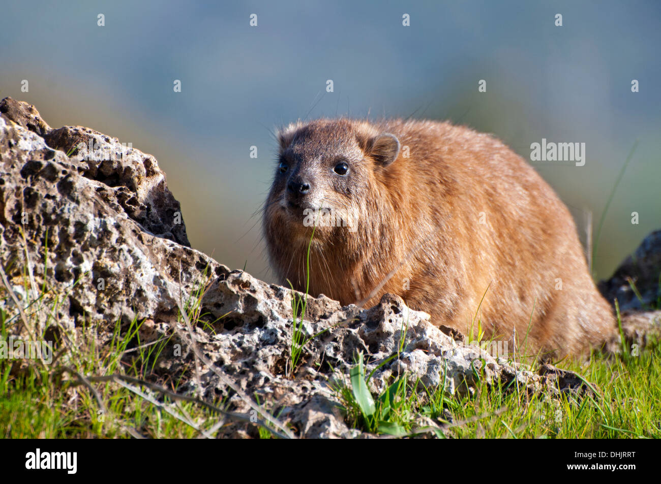 Rock Hyrax, Procavia capensis Stockfoto