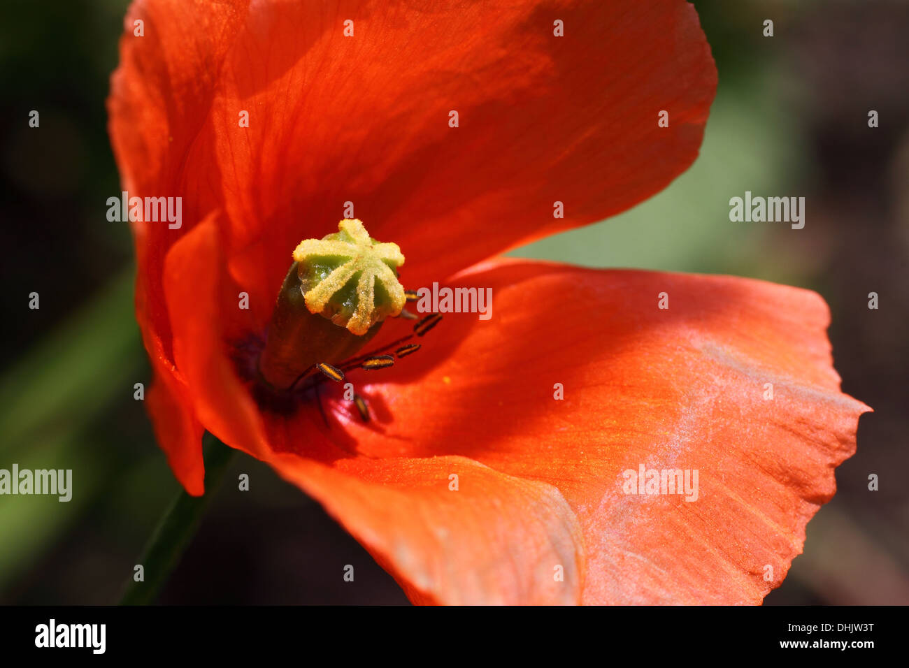 Mohn-Blüte Stockfoto