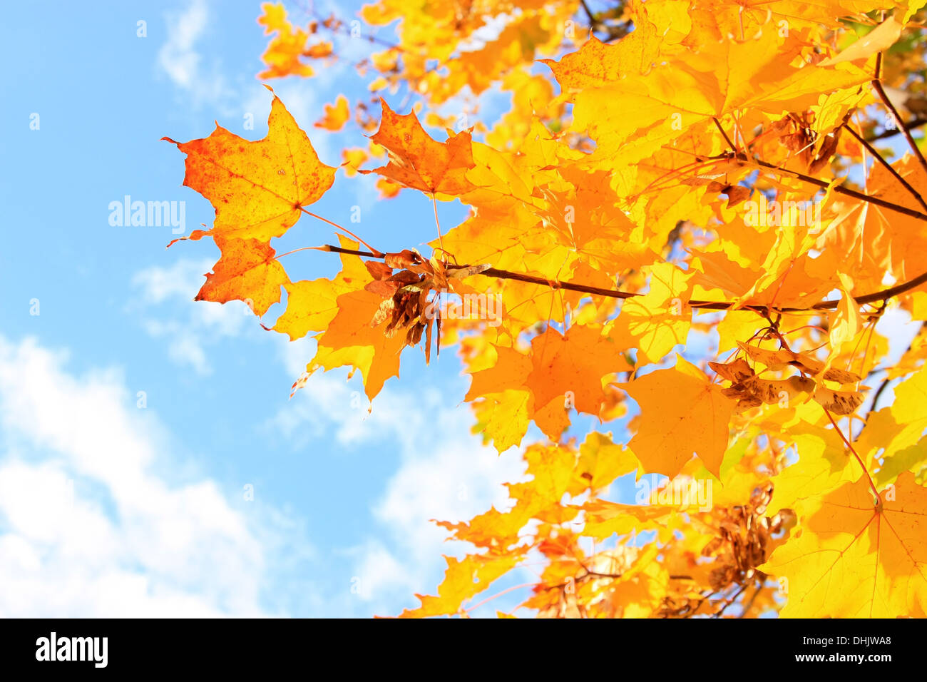 Goldener Herbst Stockfoto