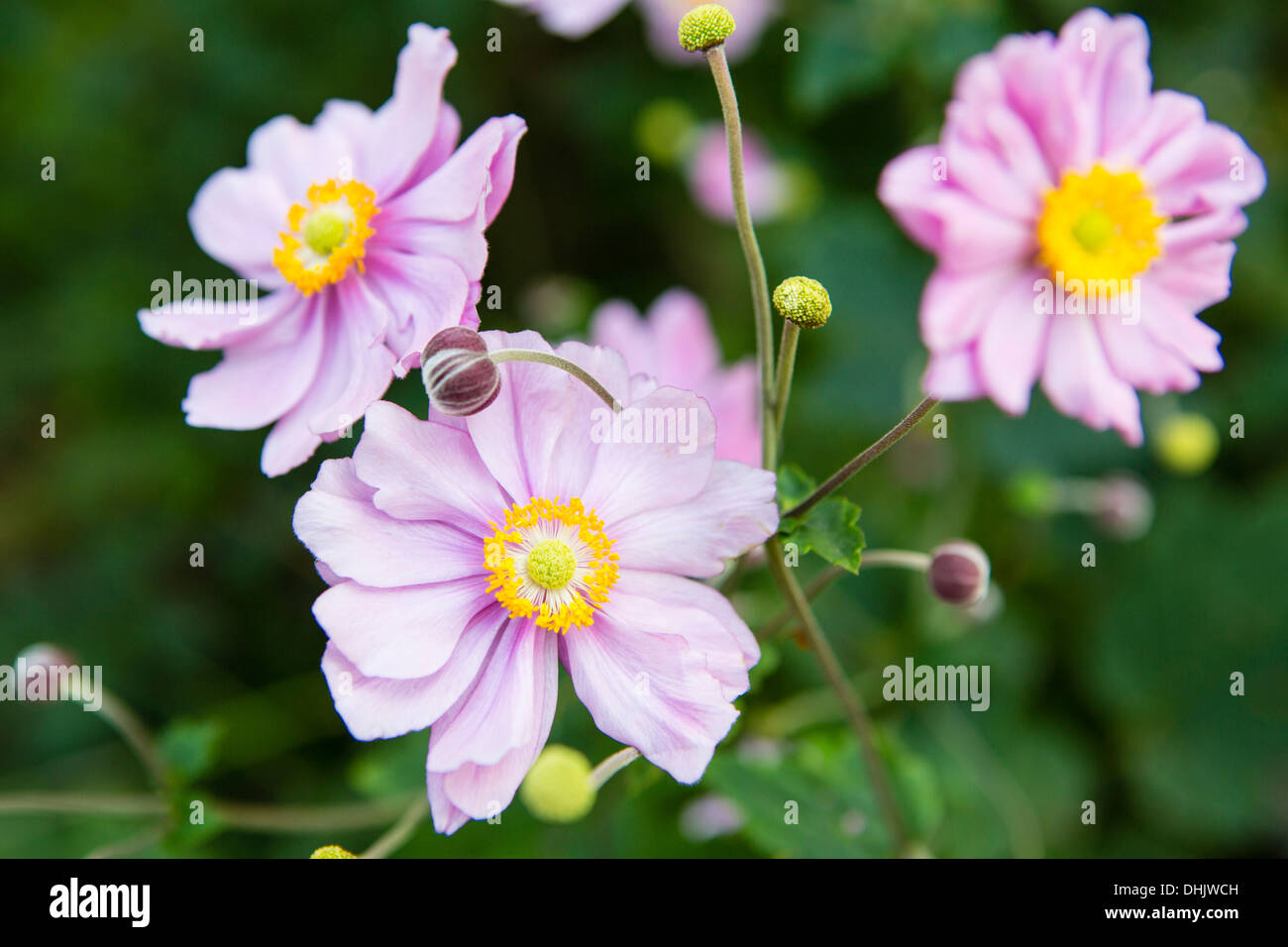 Blumen in einem Garten, japanische Windflower, Schweiz, Europa Stockfoto