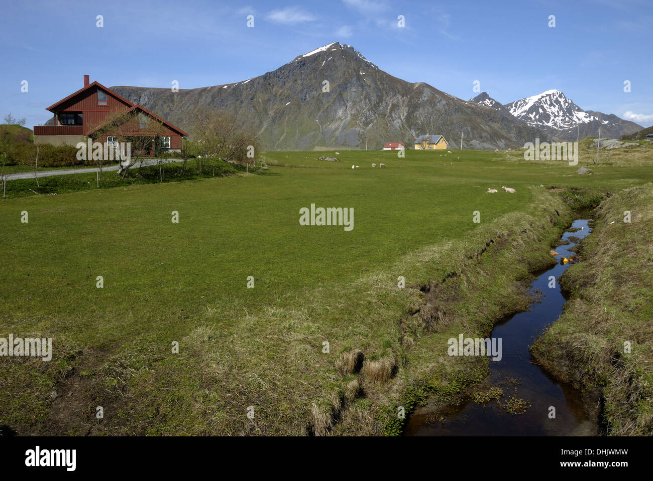 Wiese in Flakstad Stockfoto