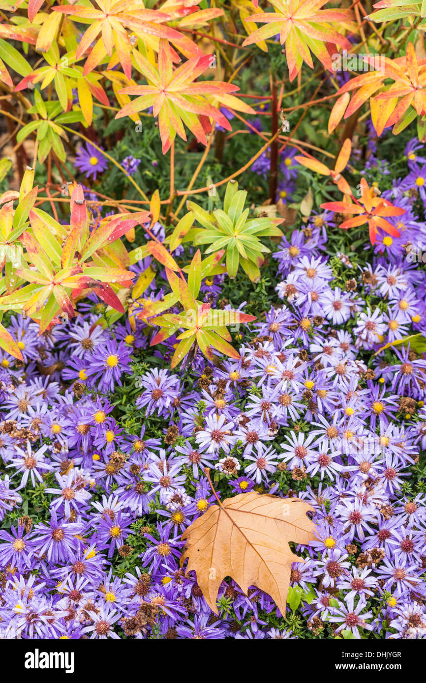 Strauch blaue blumen Fotos und Bildmaterial in hoher Auflösung Alamy
