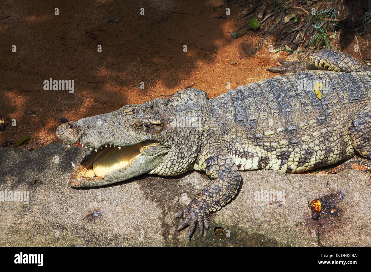 Das Krokodil ist nach der Fütterung Stockfoto
