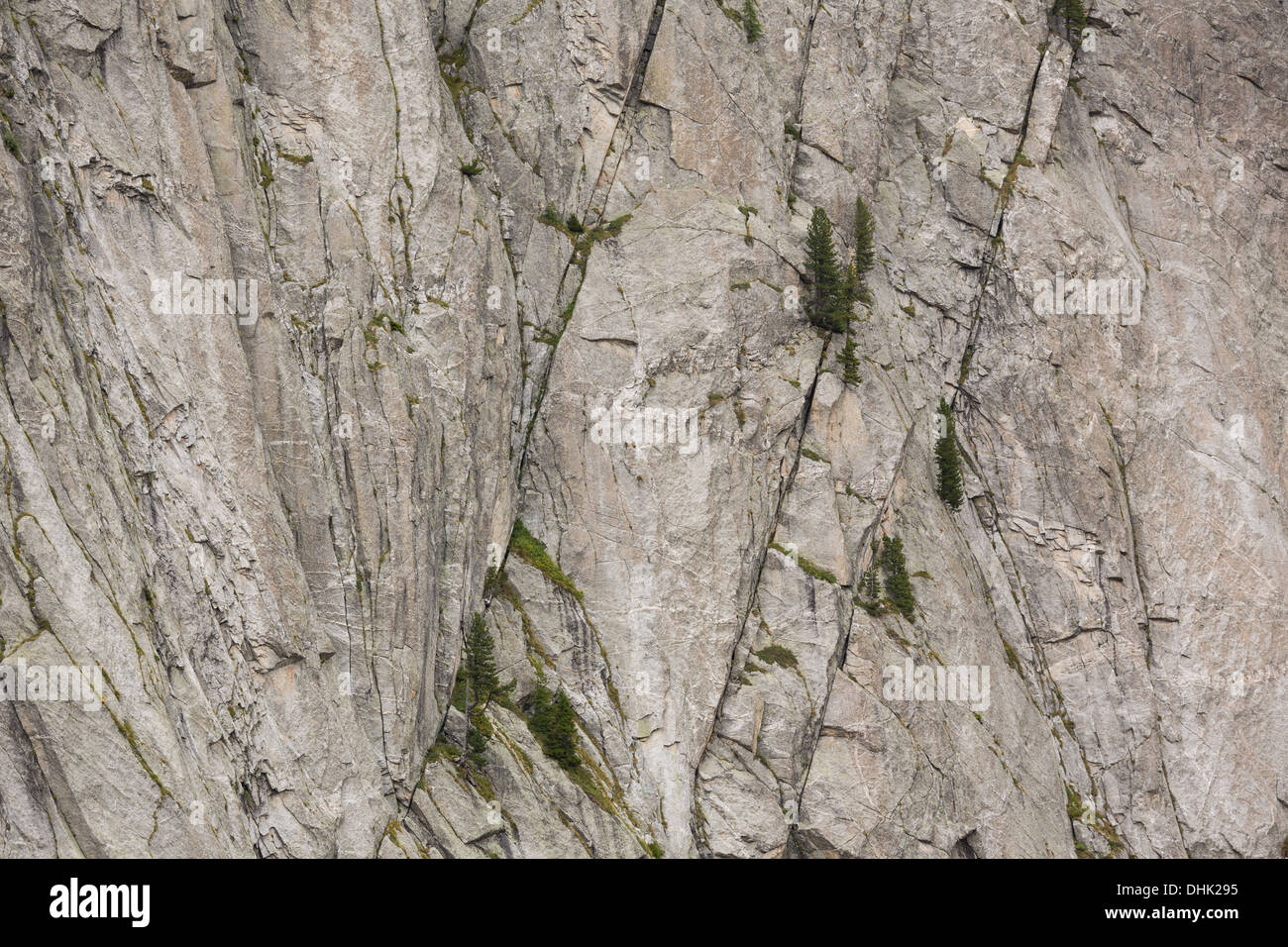 Vertikale Granit-Felswand in den südlichen Alpen mit Bäumen zwischen Risse Stockfoto