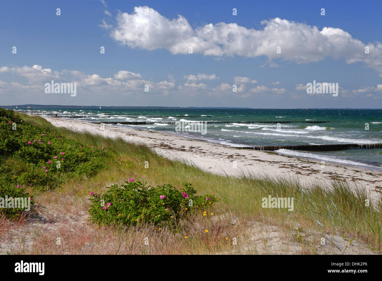 Strand am Gellen auf Hiddensee Insel, Ostseeküste, Mecklenburg Western Pomerania, Deutschland, Europa Stockfoto