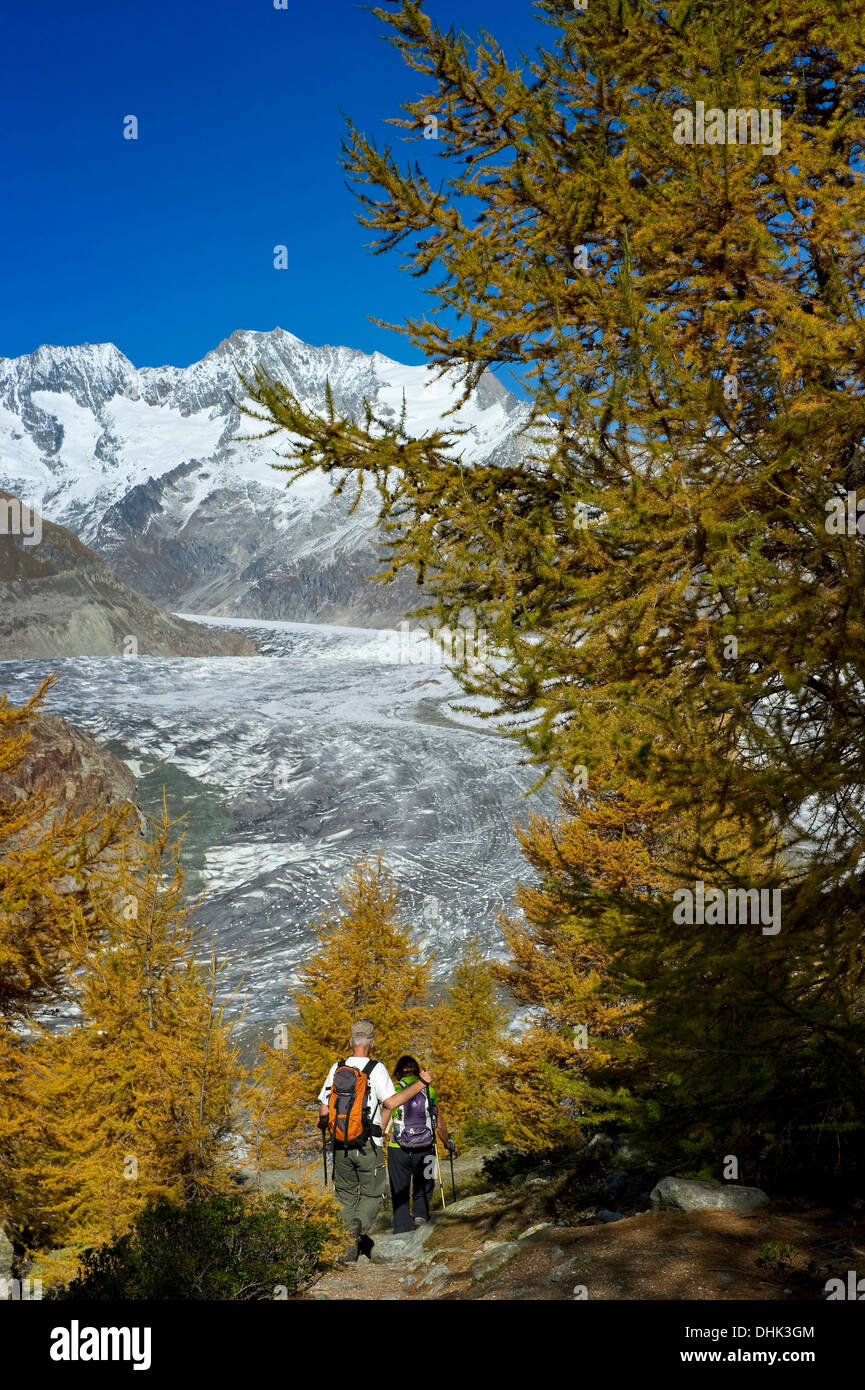 Wanderer am Aletschgletscher und der Aletschwald, UNESCO World Heritage site, Kanton Wallis, Schweiz, Europa Stockfoto