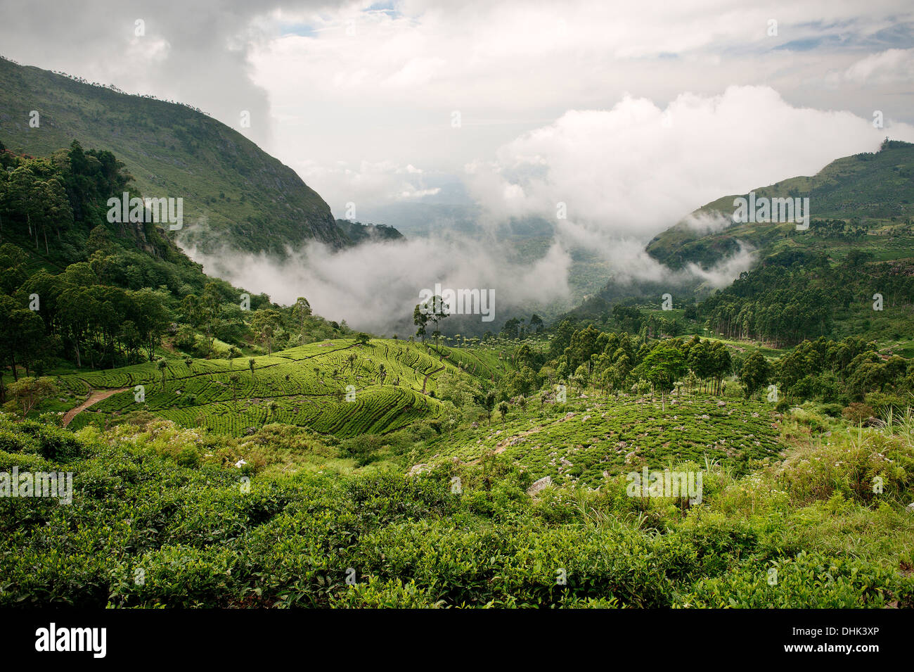 Wolken über Tee Felder, Hill Country, Haputale, Badulla Distrikt, Sri Lanka Stockfoto