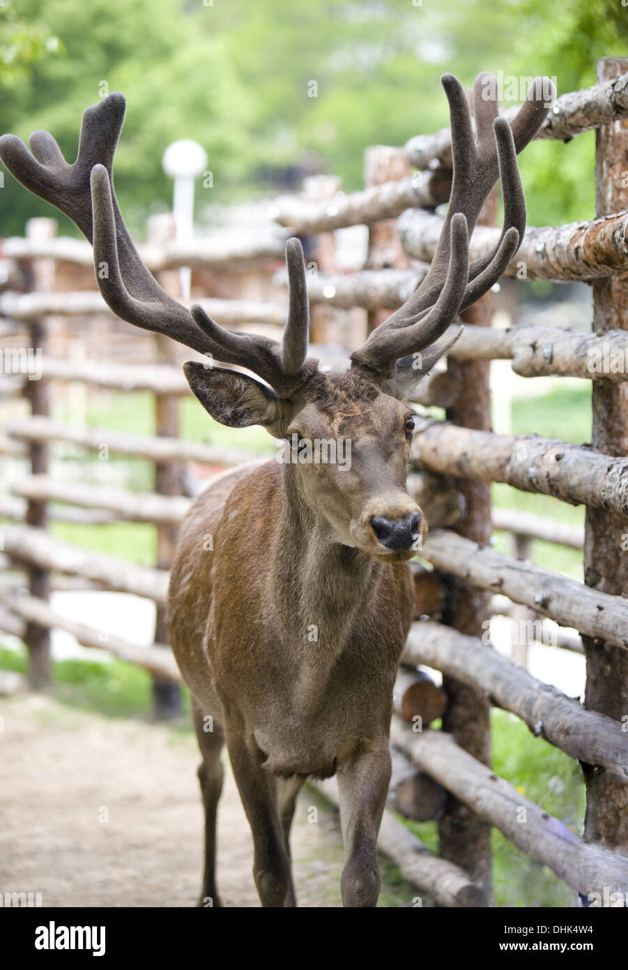 Rentier beige Stockfoto