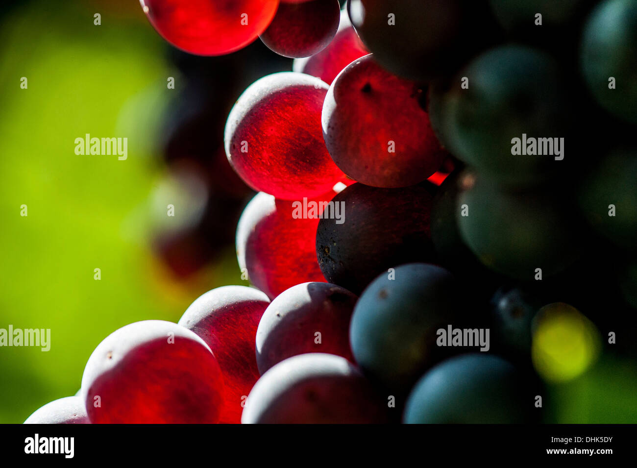 Gardasee wein -Fotos und -Bildmaterial in hoher Auflösung – Alamy