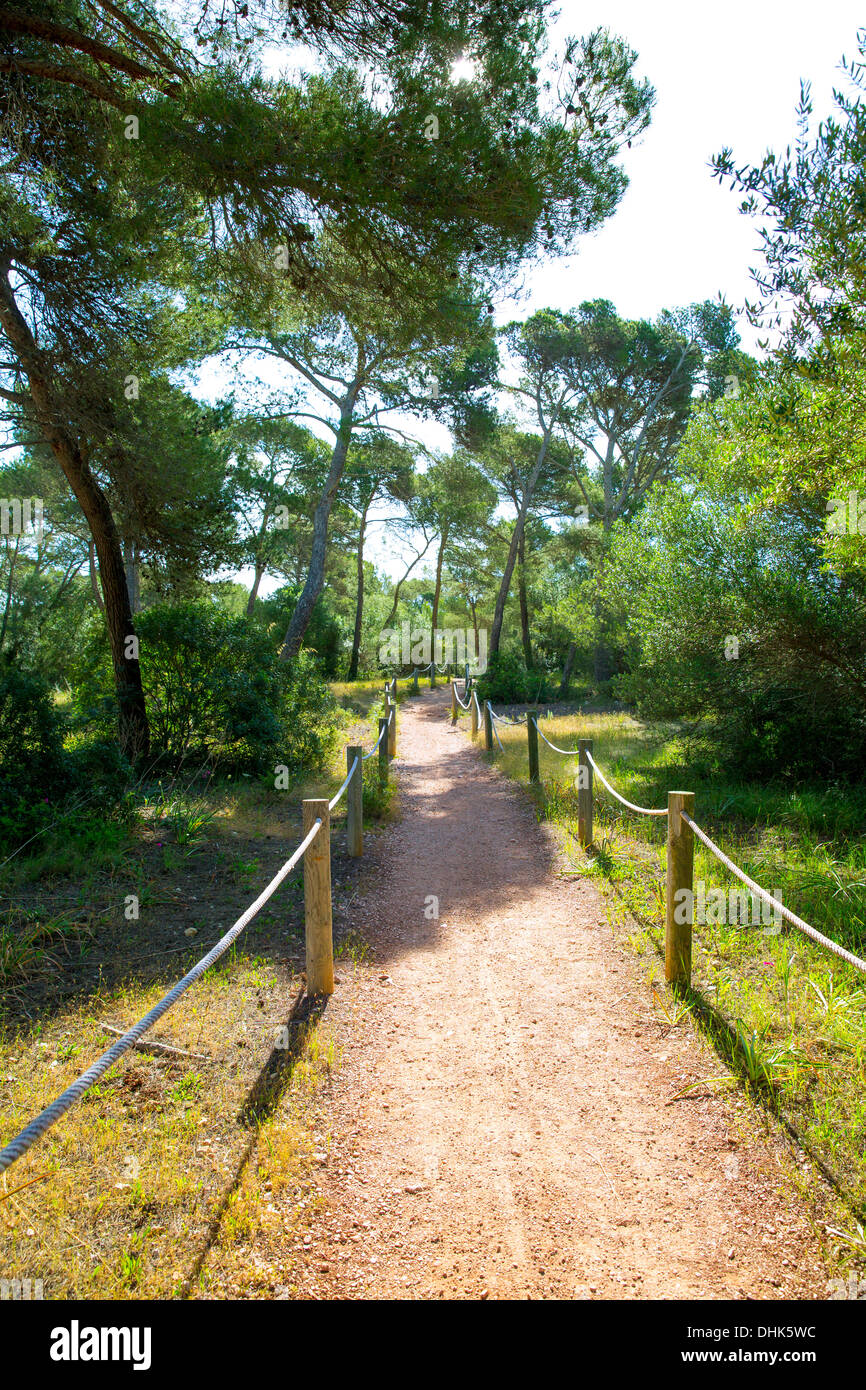 Mediterranan Kiefer Waldweg auf Menorca in Cala Macarella Balearen Stockfoto