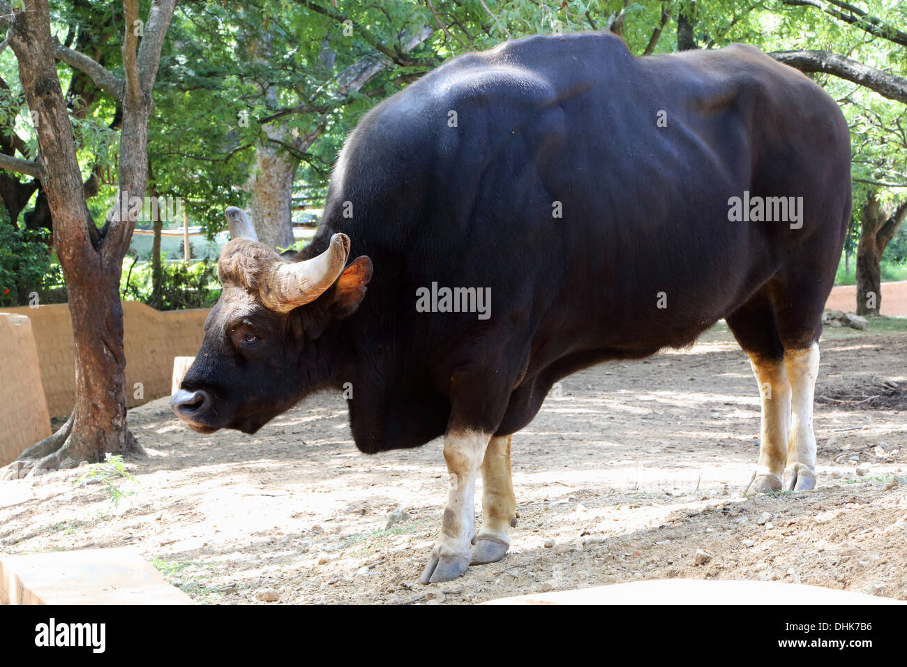 Gaur, (Bos Gaurus), indische bison Stockfoto