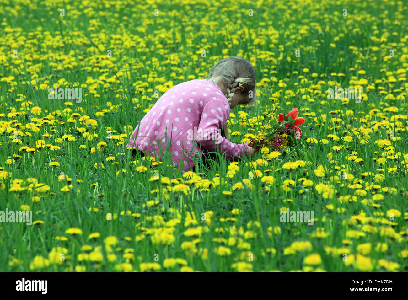 Kleines Mädchen auf Löwenzahn Feld, Tschechische Republik, Europa Stockfoto