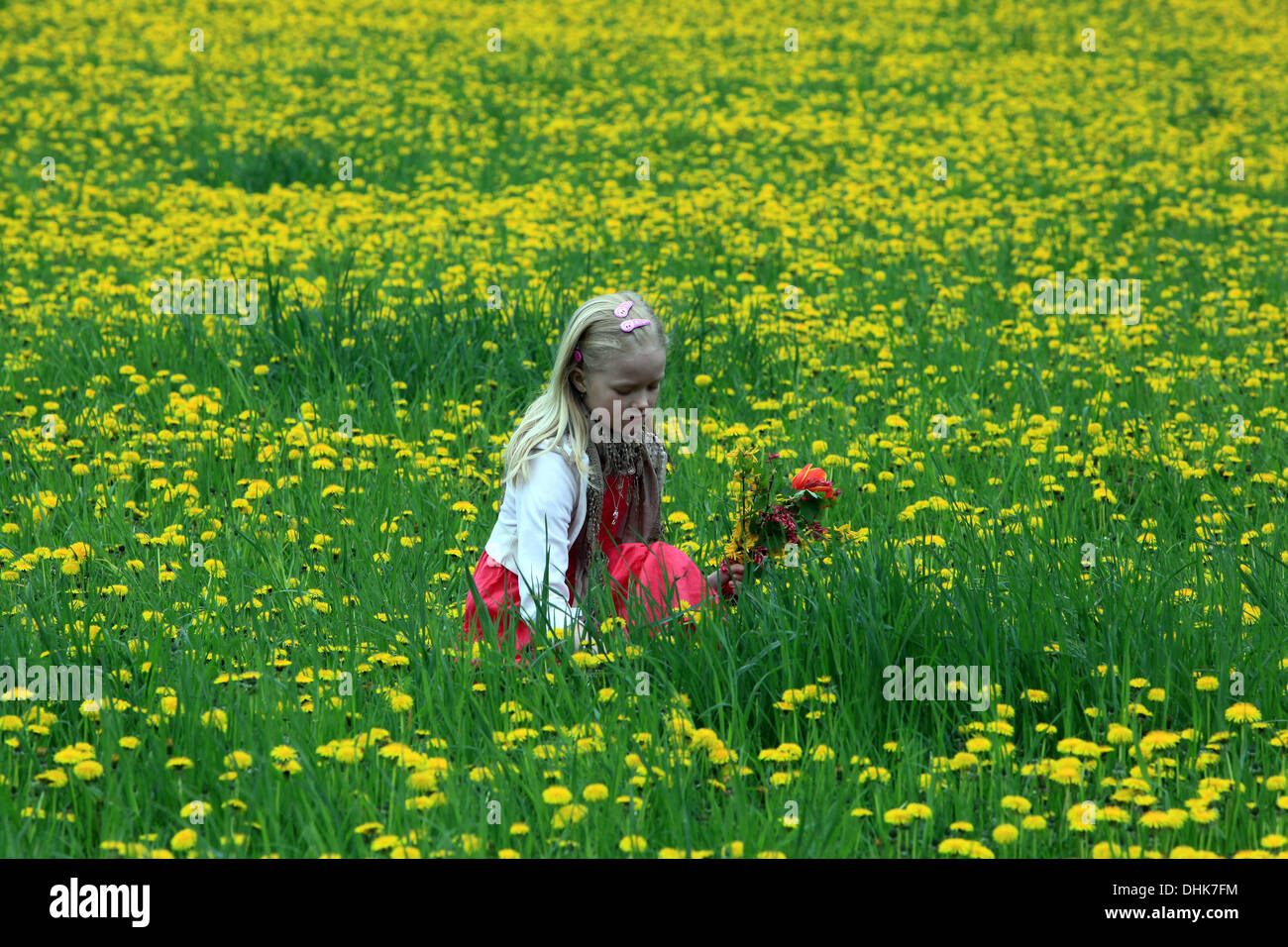 Ein kleines Mädchen auf Löwenzahn Feld Kind Europa Gras Feld Stockfoto