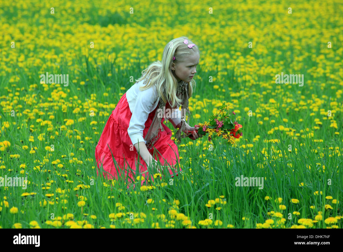 Ein kleines Mädchen auf einem Löwenzahn-Feld, Tschechien, Europa gemahlene grüne Pflanzen Löwenzahn Stockfoto