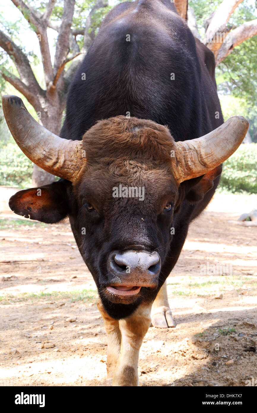 Gaur, (Bos Gaurus), indische bison Stockfoto