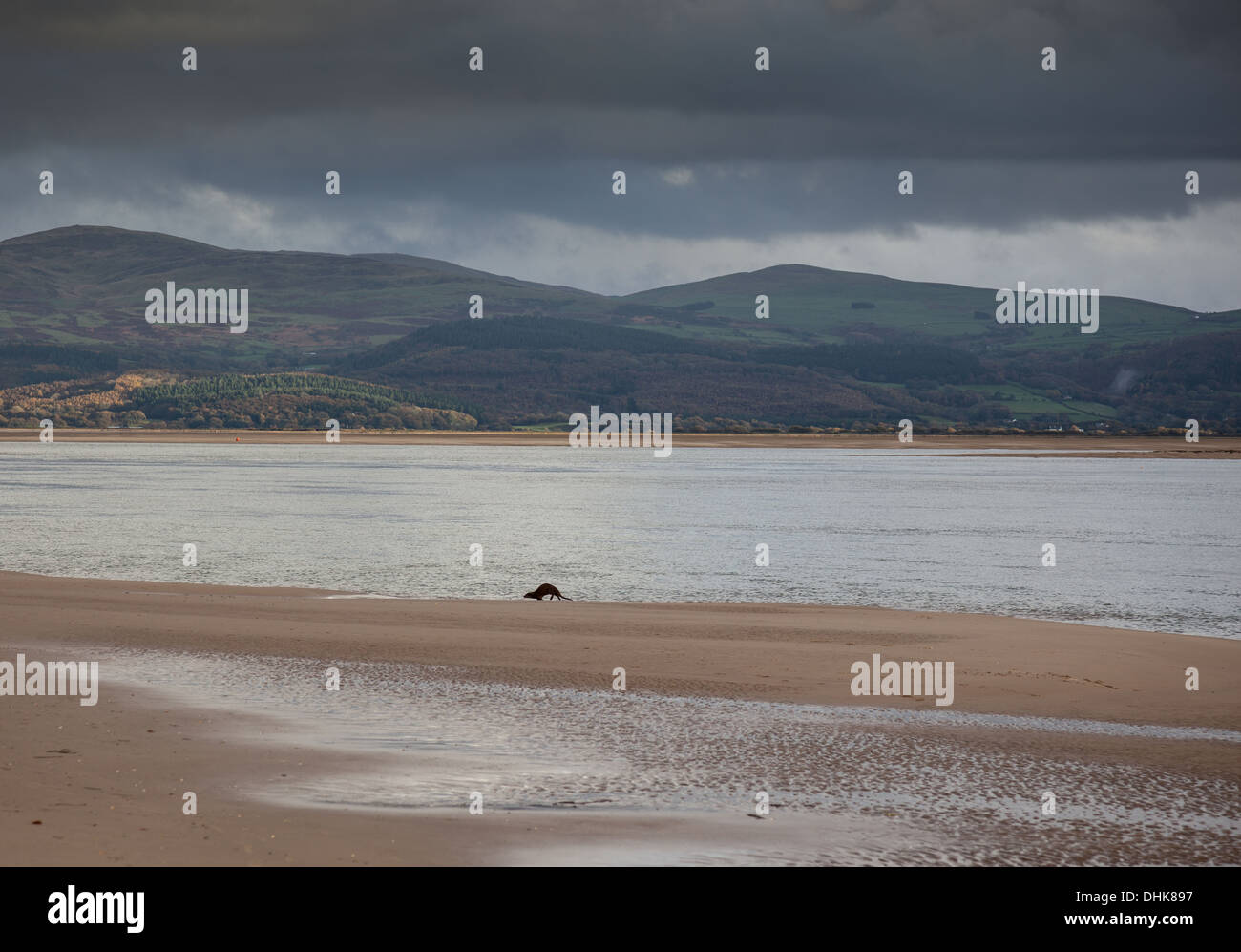 Einen Otter herumtollen am Strand von Aberdovey, in der Nähe von Tywyn, Gwynedd, Wales Stockfoto