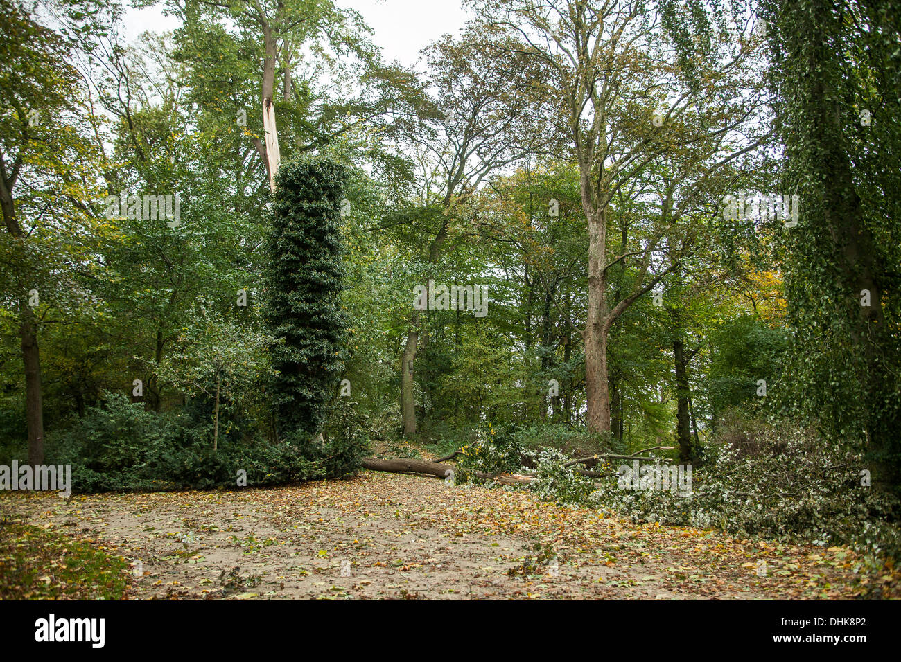 Gebrochenen Bäume im Park nach einem großen Sturm Stockfoto