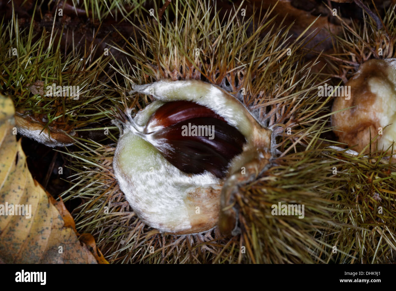 Stachelige Cupules mit Nüssen von Sweet Chestnut, Castanea Sativa, Alpen, Frankreich Stockfoto