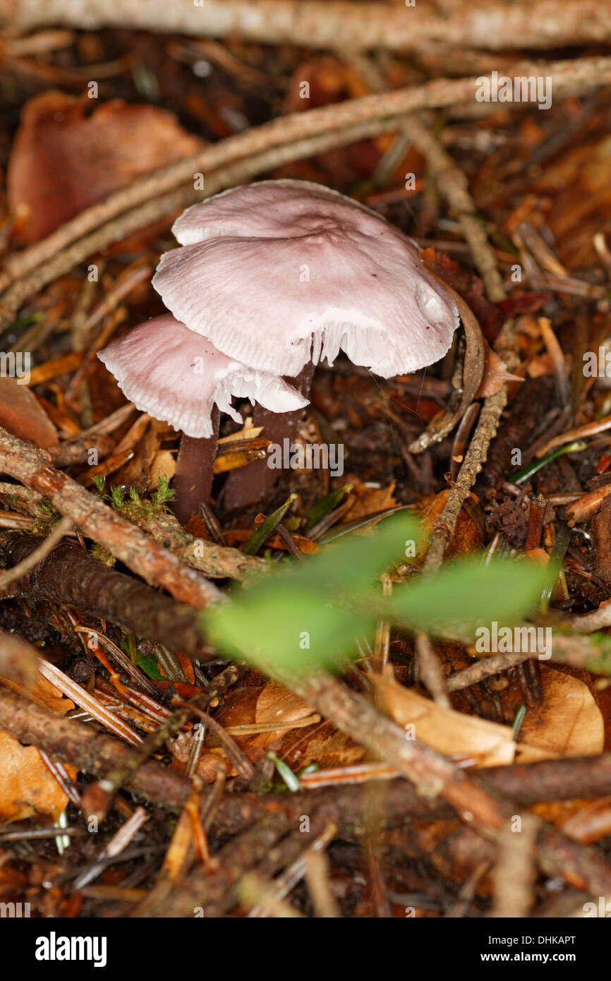 Rosig Bonnet, Mycena Pura, Mycena Rosea, Alpen, Frankreich Stockfoto