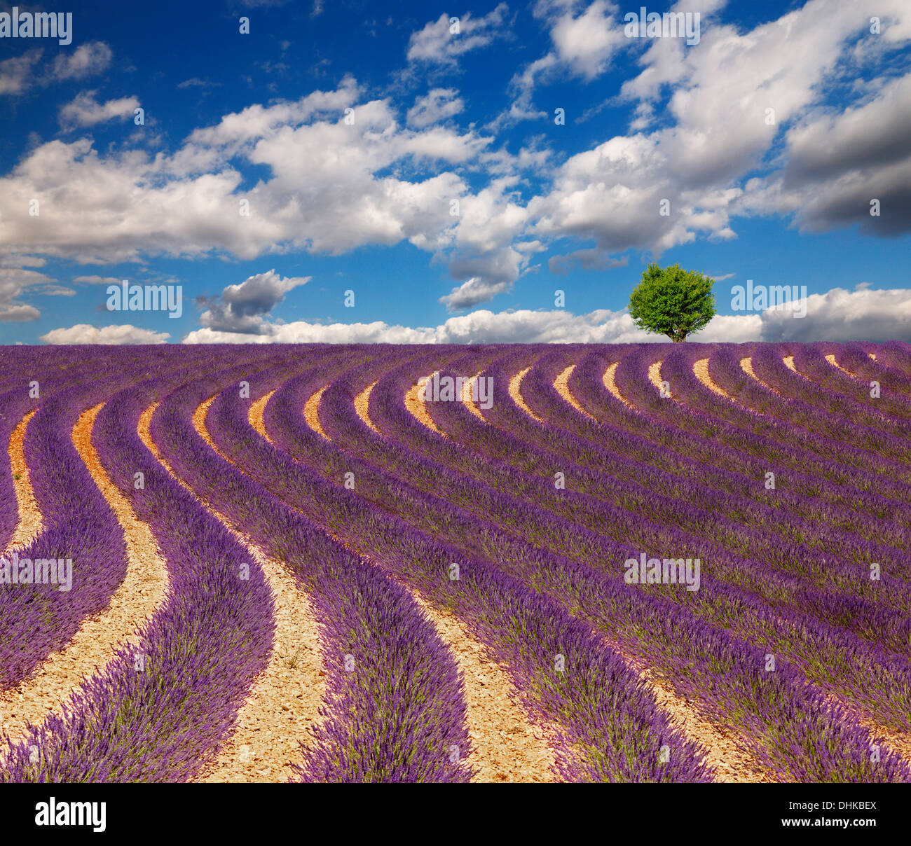 Lavendel-Feld mit schönen Wolken und ein Baum am Horizont. Frankreich, Provence. Stockfoto