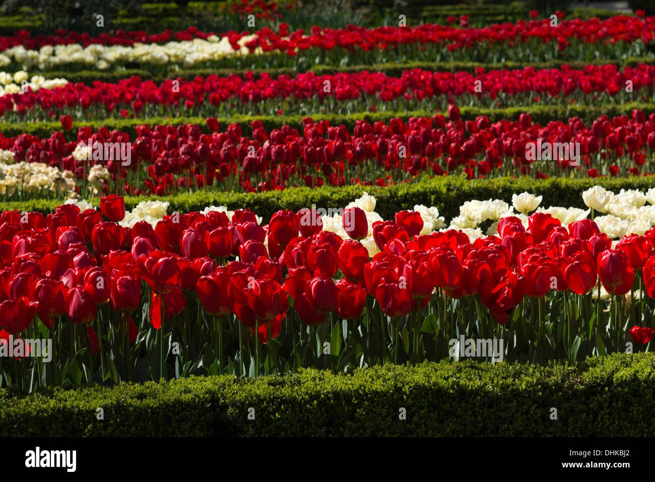 Rote Tulpen in die Royal Botanical Gardens, Madrid, Spanien Stockfoto