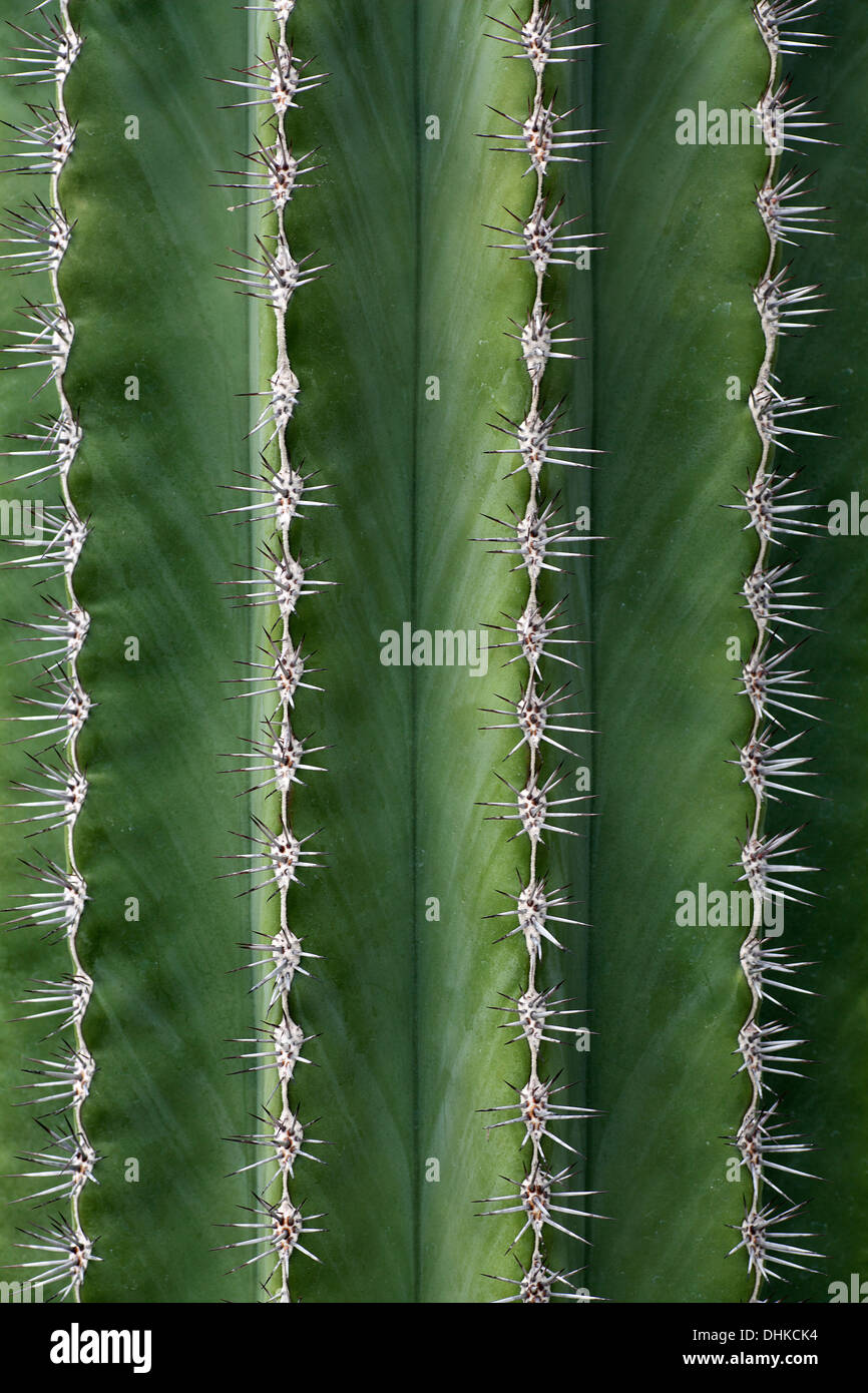 Abstrakte Makro eine Saguaro-Kaktus (Carnegiea Gigantea), vertikale Linien von Stacheln zeigt. Stockfoto