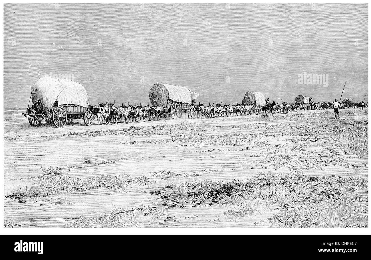 1888-Konvoi von Emigranten in der Kapkolonie Makarakara Land Stockfoto