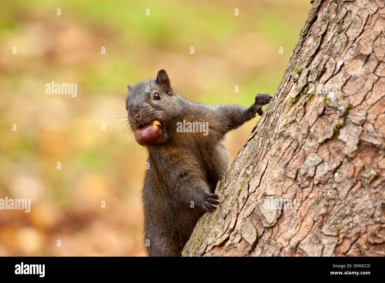 Schwarz grau Eichhörnchen Mutation mit Kastanien Klettern auf großen Baum-Victoria, British Columbia, Kanada. Stockfoto