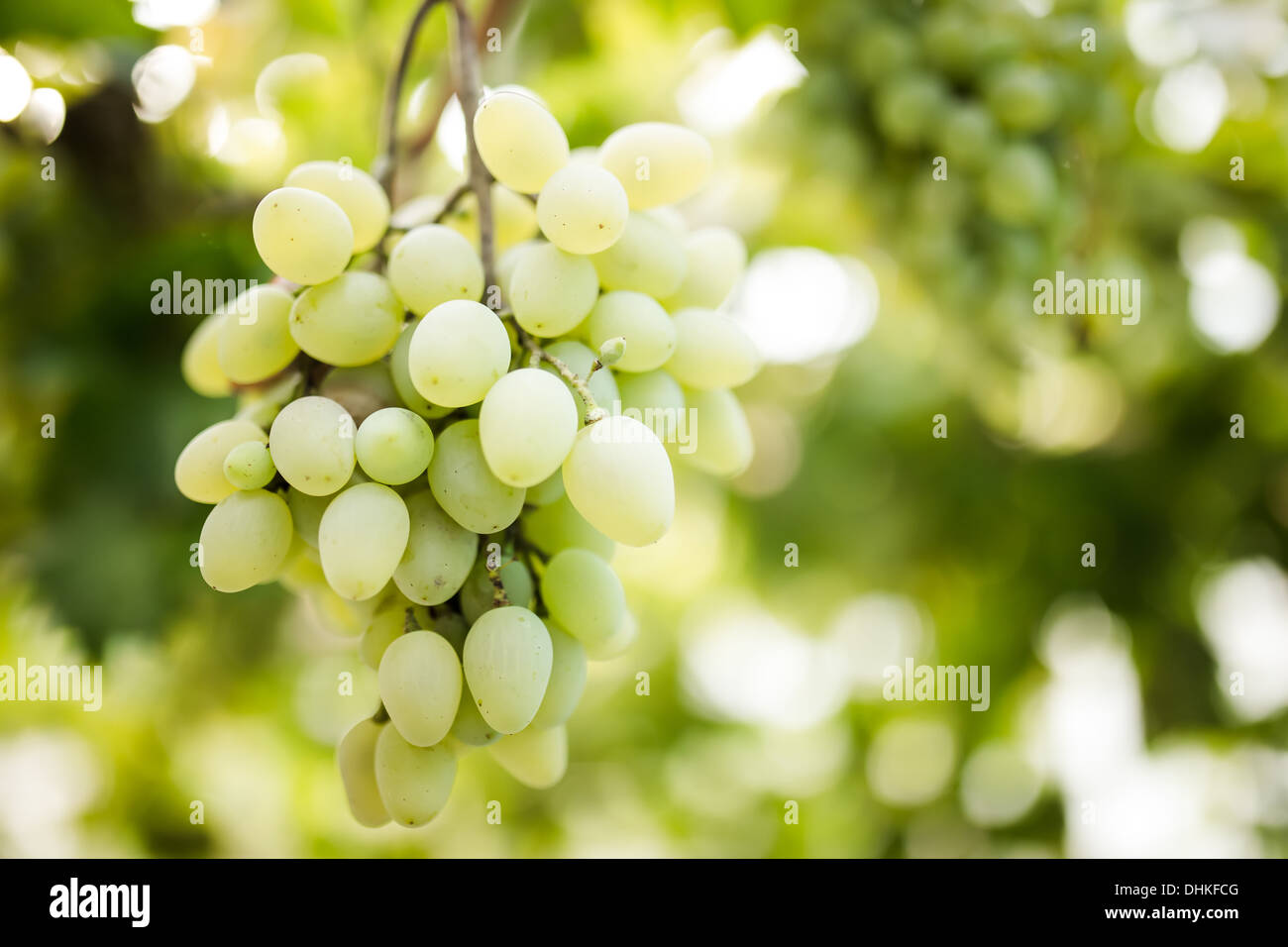 Grüne Trauben am Weinstock Stockfoto