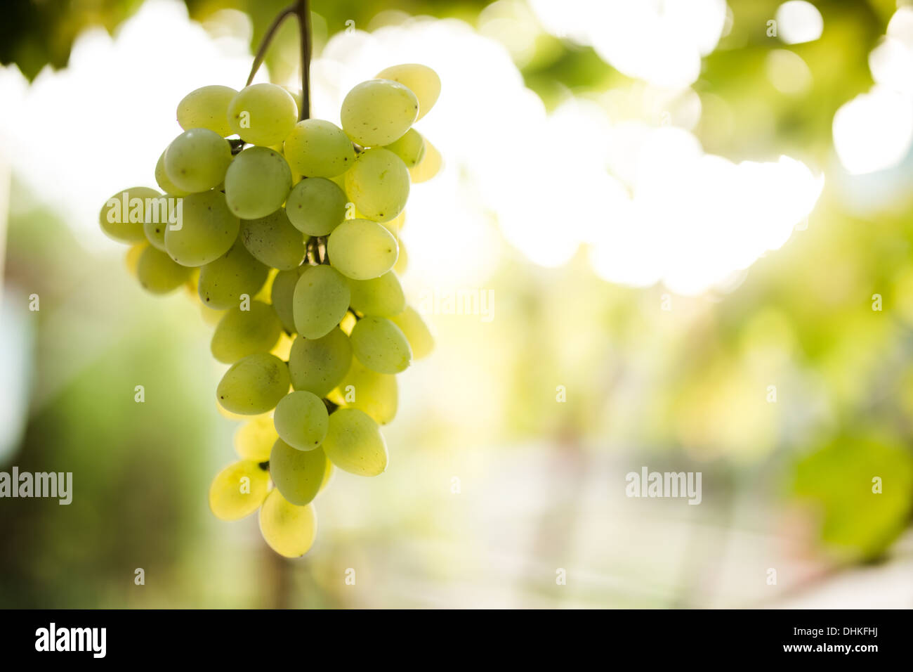 Grüne Trauben am Weinstock Stockfoto