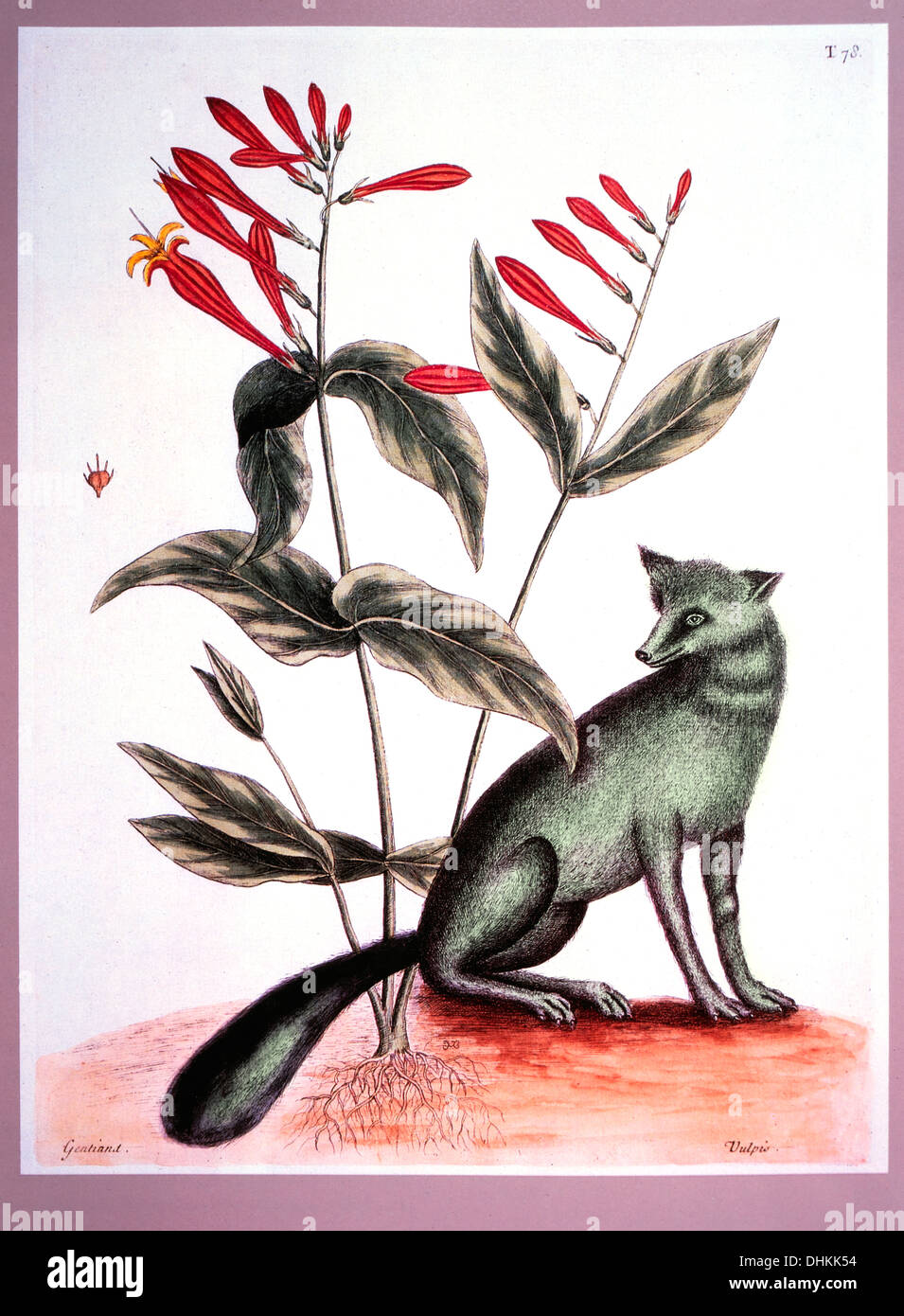 Der graue Fuchs und indische rosa, Mark Catesby, die Naturgeschichte von Carolina, Florida, und den Bahama-Inseln, 1731-1743 Stockfoto