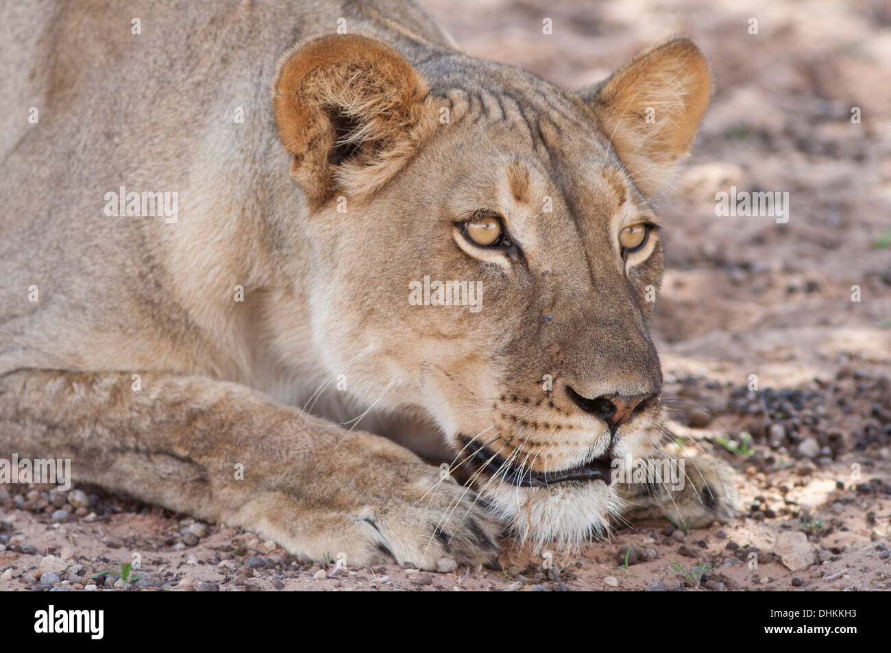 Afrikanische Löwin stalking in der Kalahari-Wüste Stockfoto
