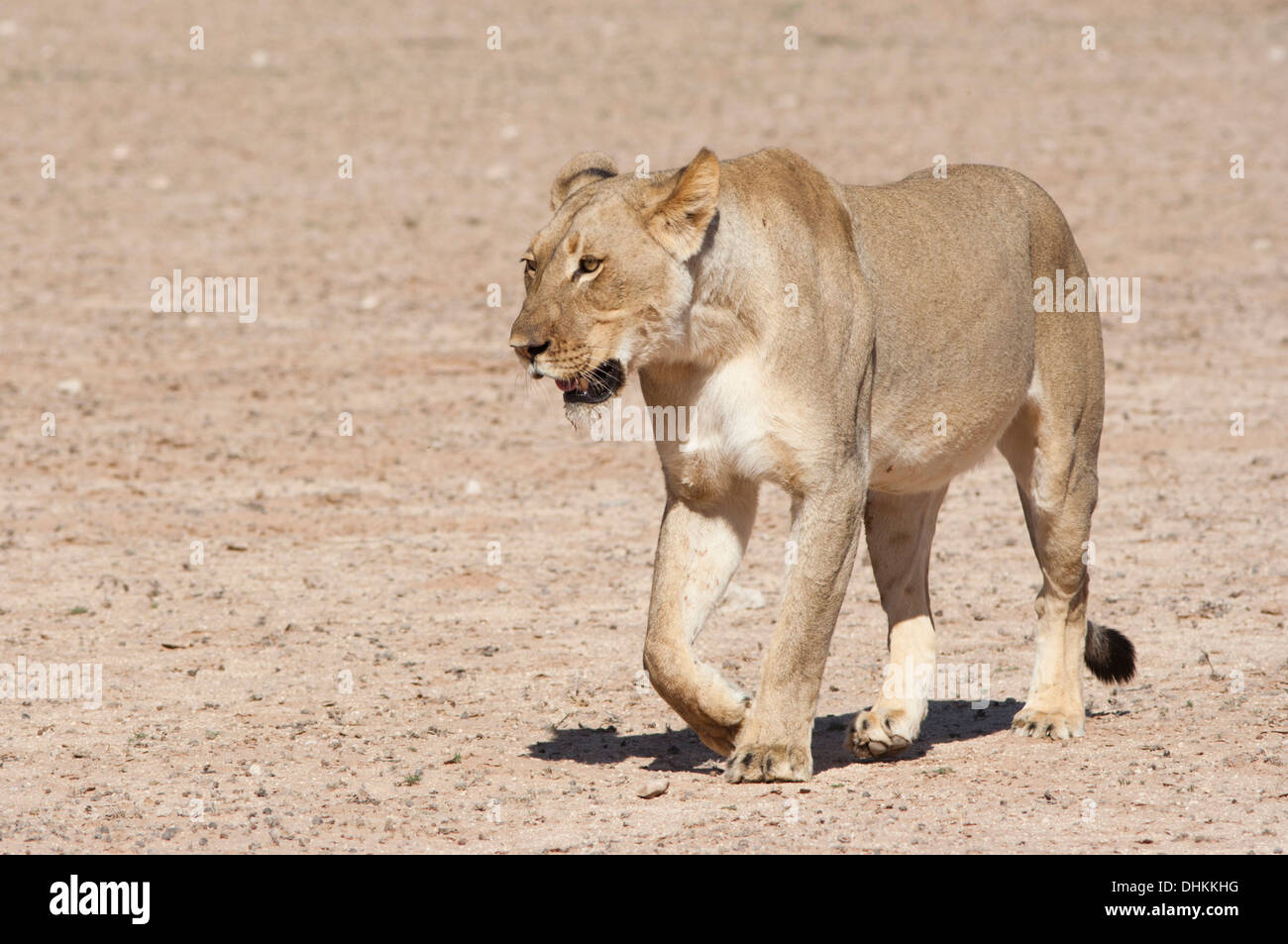 Afrikanische Löwin zu Fuß in der Kalahari-Wüste Stockfoto
