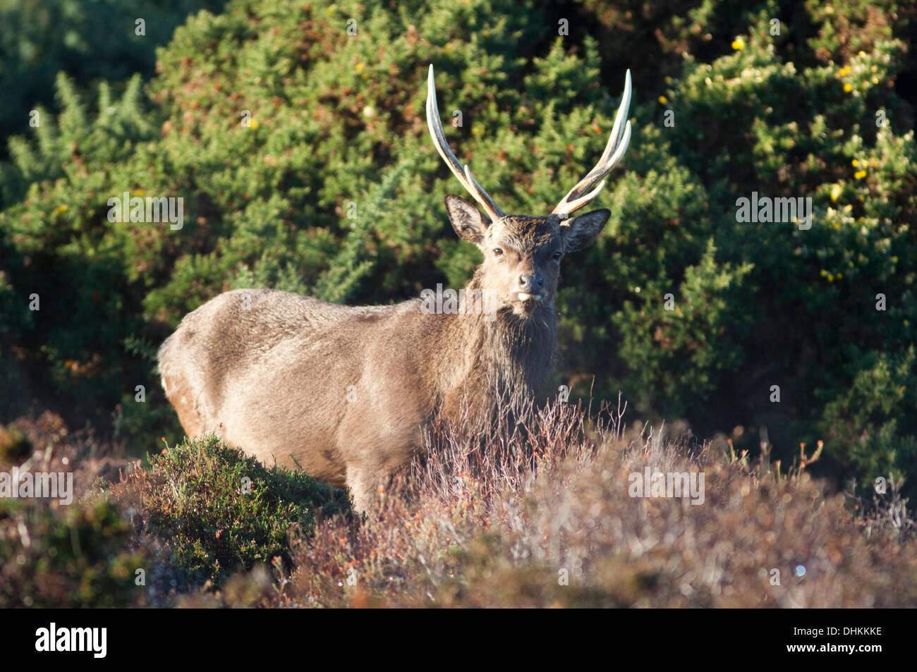 Sika Hirsche im Wald von Arne RSPB Nature Reserve, Dorset, Großbritannien (Cervus Nippon) Herbst Stockfoto