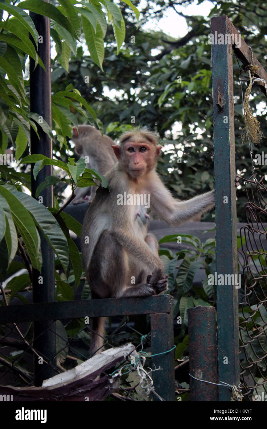 Ein weiblicher Affe posiert für Fotos, eine Szene aus Thenmala, berühmte Ökotourismus vor Ort in Kerala, Indien Stockfoto