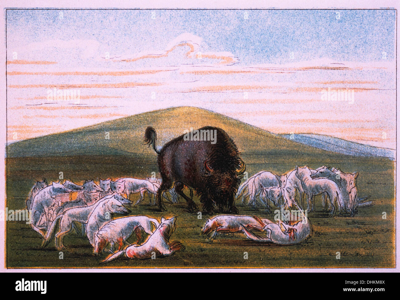 Verwundeten Buffalo Bull umgeben von weißen Wölfe, George Catlin, farbige Zeichnung, 1832 / 33 Stockfoto